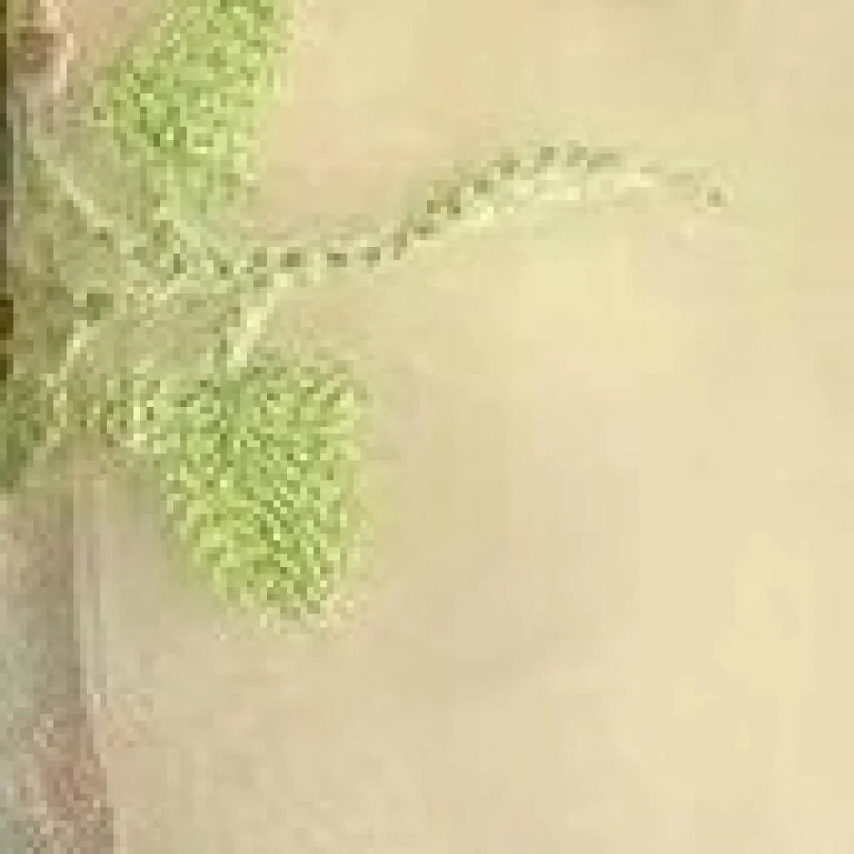 Abiti da sera in pizzo ricamato verde Maniche a sbuffo da fata Abiti lunghi da festa di nozze a linea aperta sul retro Abito da