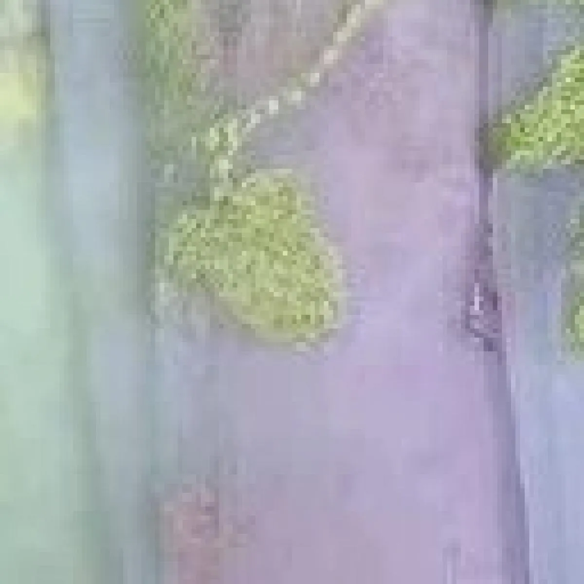 Abiti da sera in pizzo ricamato verde Maniche a sbuffo da fata Abiti lunghi da festa di nozze a linea aperta sul retro Abito da